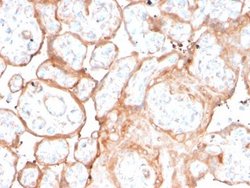 Aurora B Antibody (rAURKB/1592) - Azide and BSA Free, Novus Biologicals 100 &mu;g | Buy Online | Novus Biologicals | Fisher Scientific